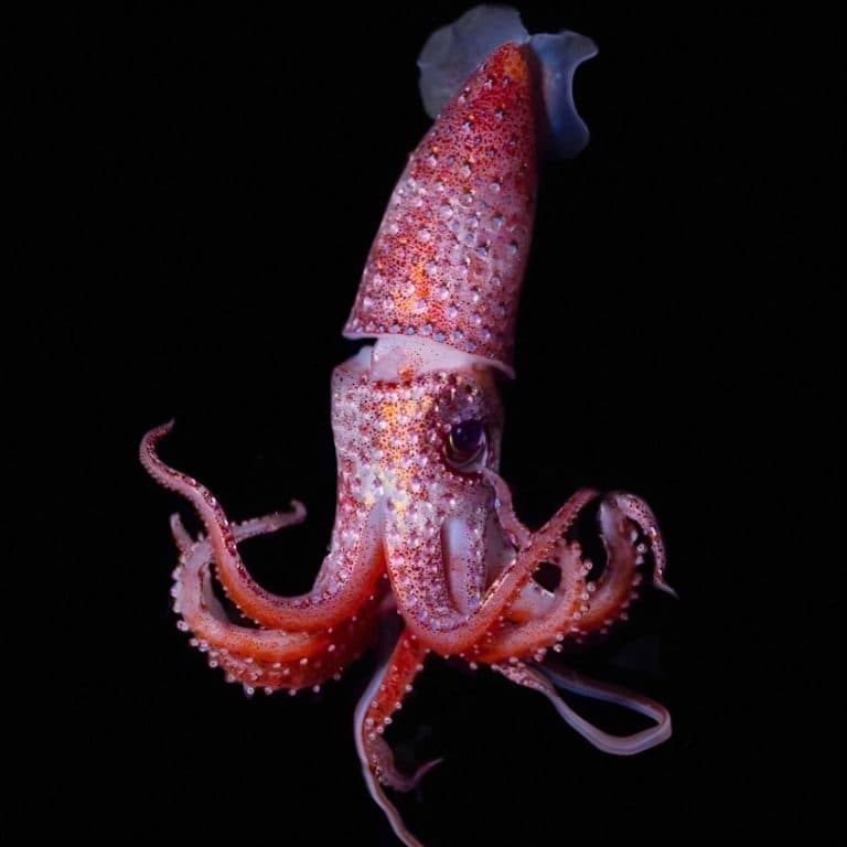 How epic is this Strawberry 🍓 squid 🦑.