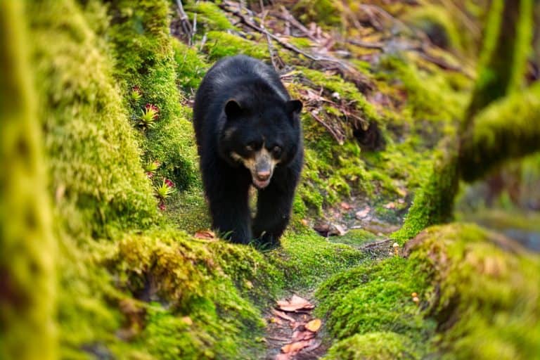 Spectacled bear (Tremarctos ornatus) sitting on wooden dais in selective focus.