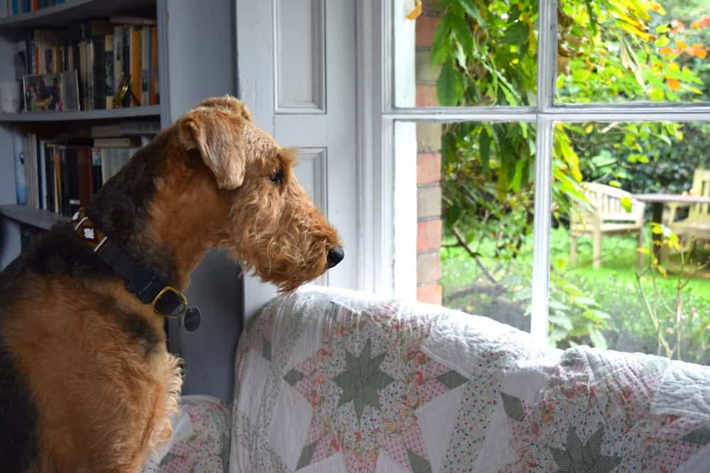 Airedale terrier dog in home interior