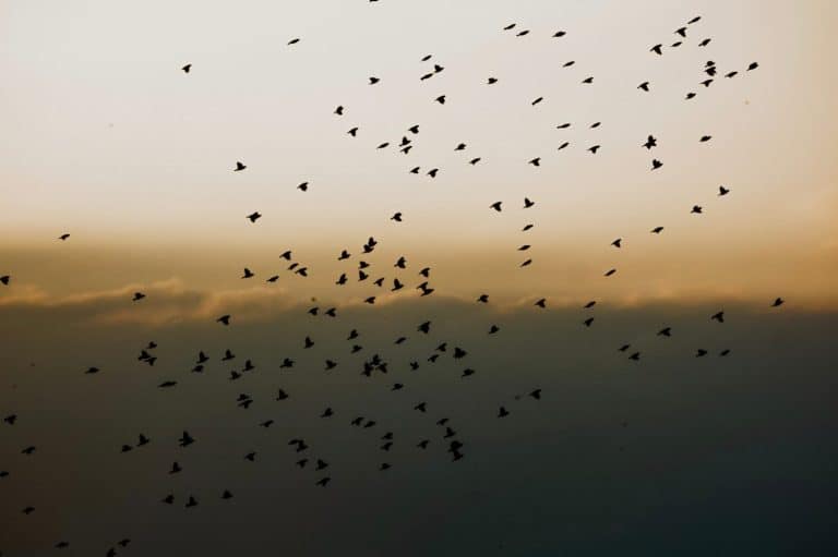 Silhouette of a flock of "Burung Pipit (Estrildid finches)" flying in the sky with a beautiful cloud gradation background.