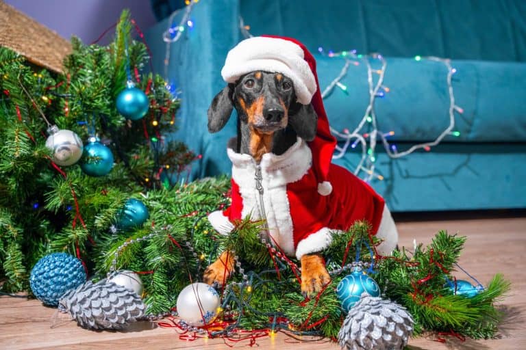 An adorable little dog is dressed in a cheerful Santa costume surrounded by vibrant Christmas decorations