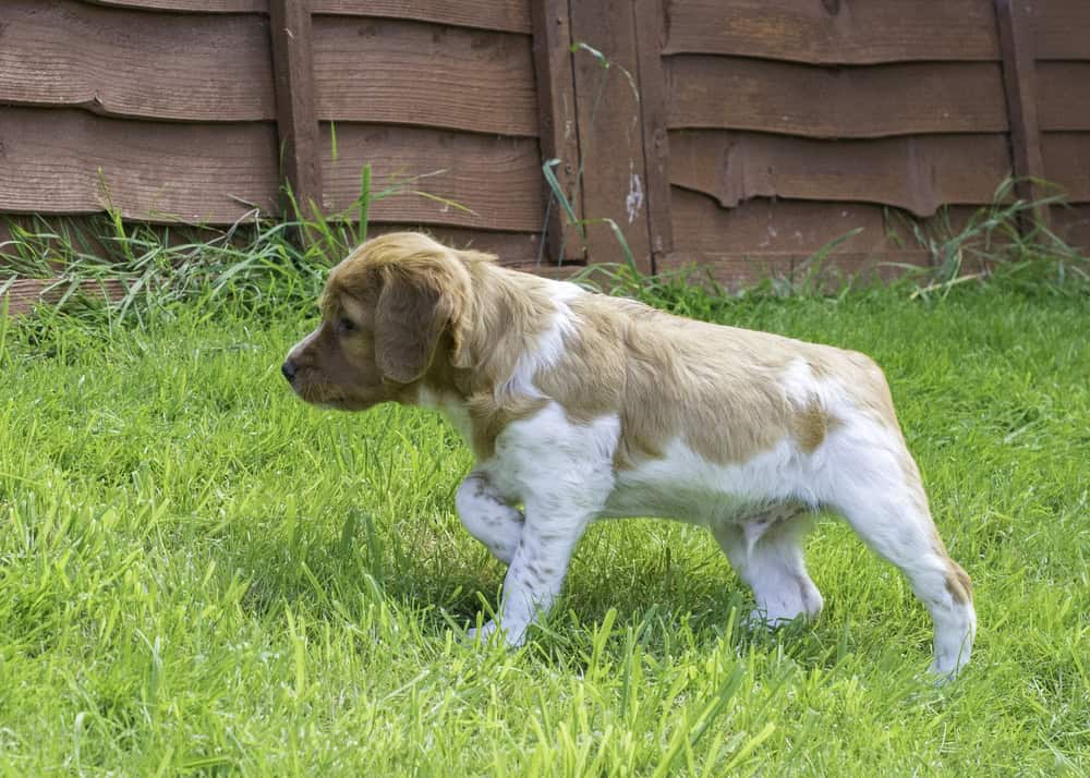 French Brittany Spaniel Puppy pointing in the grass