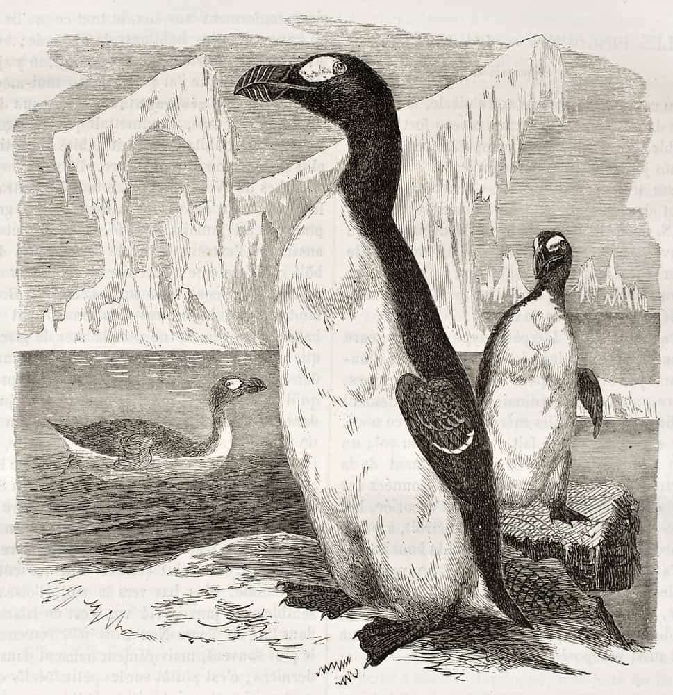 Great Auk old illustration (Pinguinus impennis), now extinct. Created by Kretschmer, published on Merveilles de la Nature, Bailliere et fils, Paris, ca. 1878
