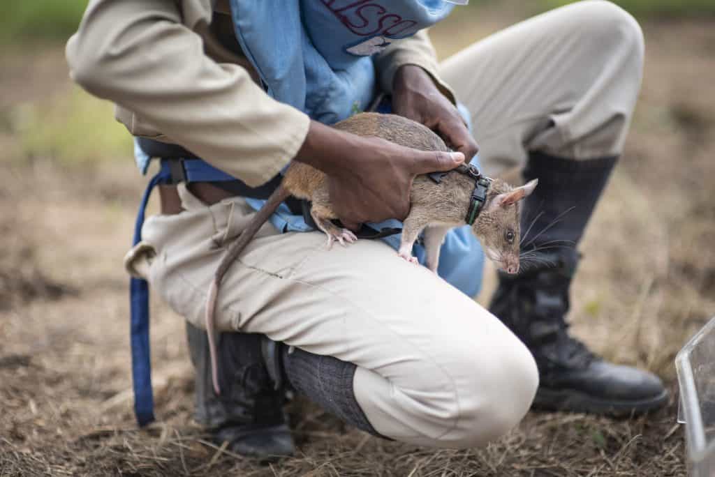 APOPO HeroRAT in the field