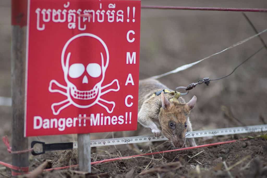APOPO mine detection in Cambodia