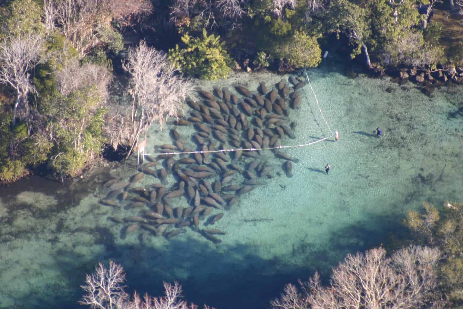 Manatee Animal Facts - A-Z Animals