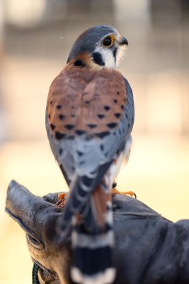 A Raptor From Why Up to 90% of Raptors Don't Survive Their First Year - A-Z Animals
