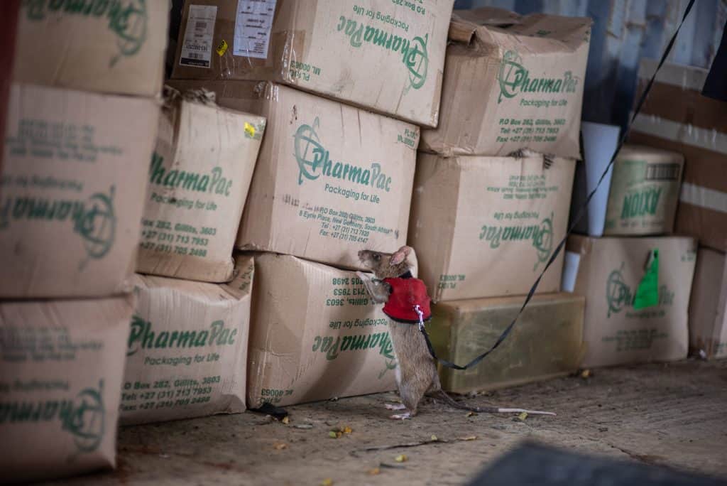 APOPO HeroRAT sniffing in a warehouse