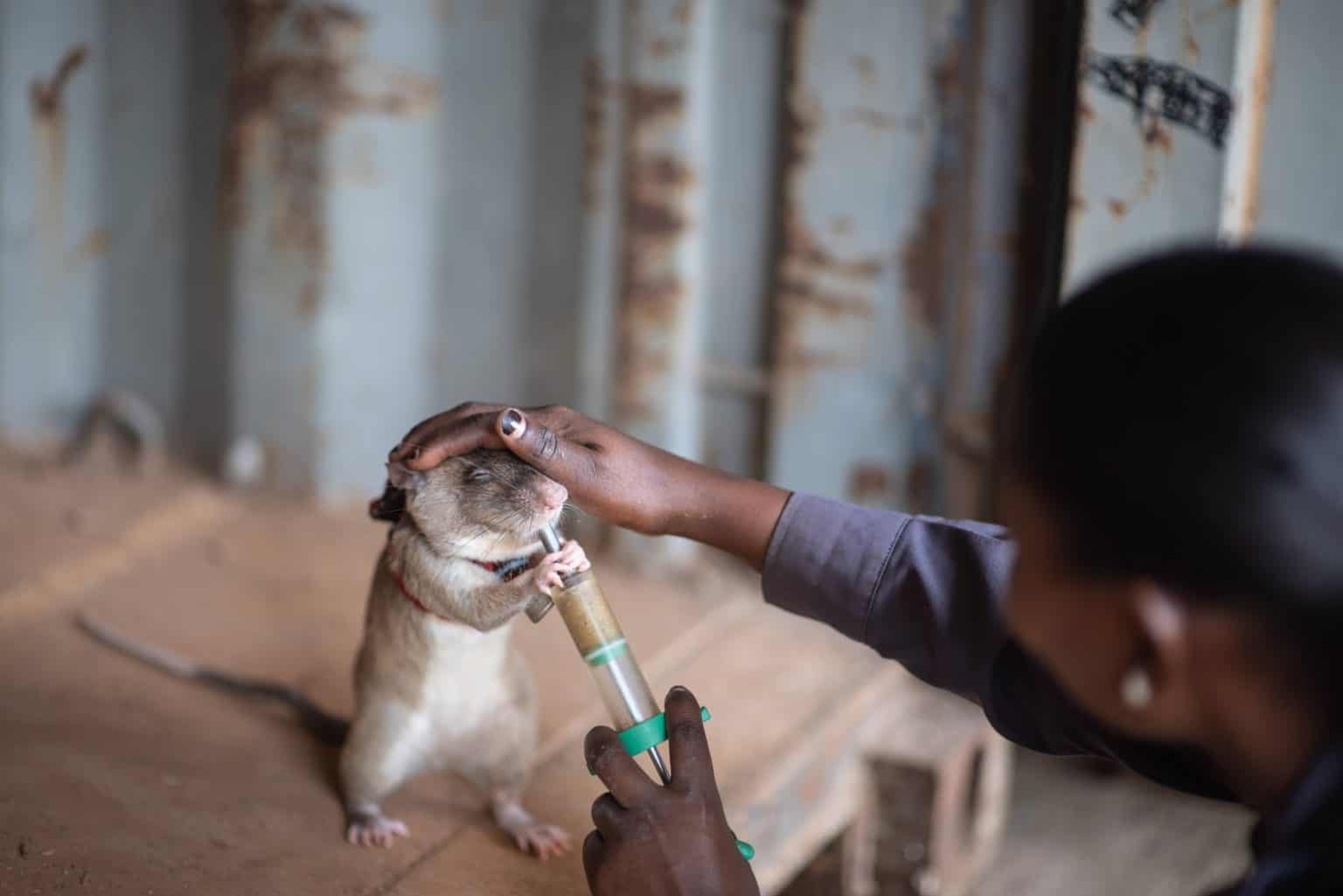 Meet the HeroRATs: The Unlikely Rodents Saving Lives From Landmines - A ...