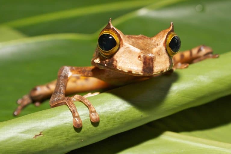 A picture of a horned marsupial frog looking over the edge of a leaf