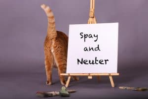 Orange tabby cat tail in air bottom showing standing by spay and neuter sign on painters easel
