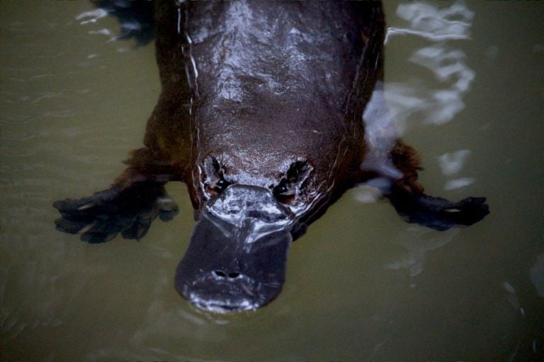 Ornithorhynchus anatinus commonly called the platypus