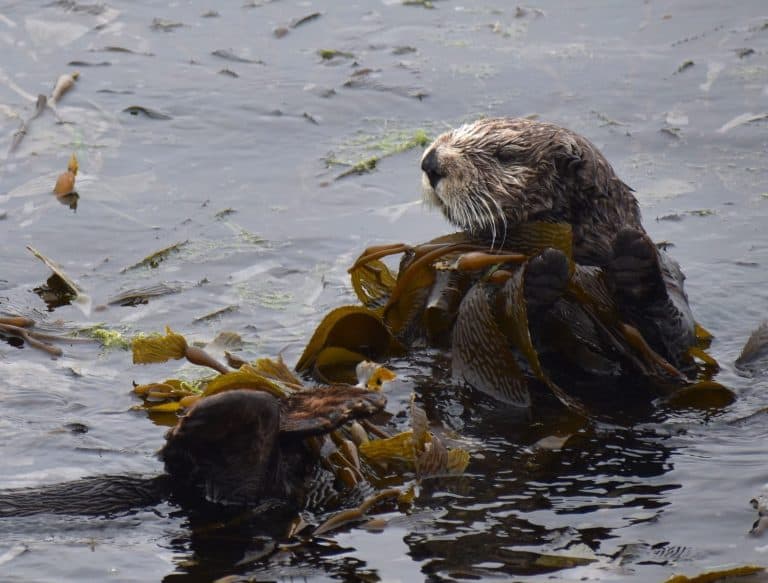 A sea otter (Enhydra lutris) wraps itself in kelp to keep it in place, near the mouth of Elkhorn Slough in California.