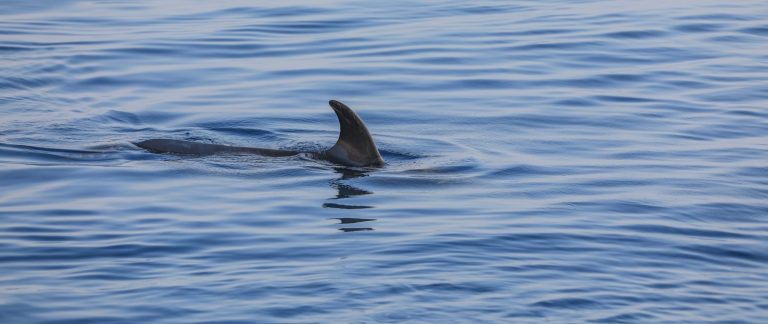 shark fin on the sea surface