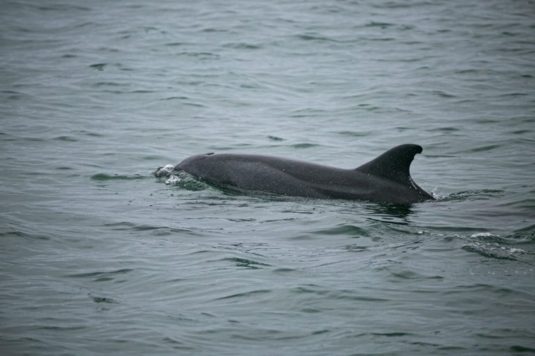 Atlantic humpback dolphins in the coast of Namibia, Valwis Bay