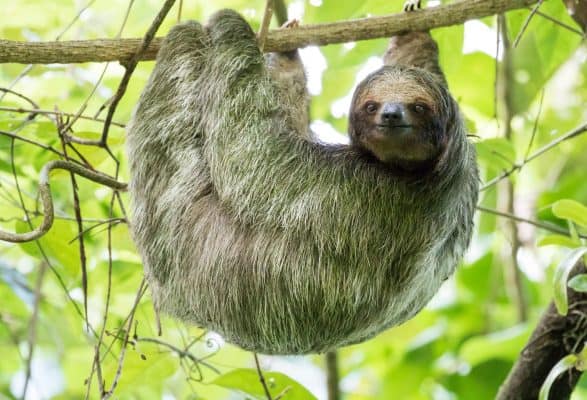 The Incredible Reason Sloths Grow Algae on Their Fur - A-Z Animals