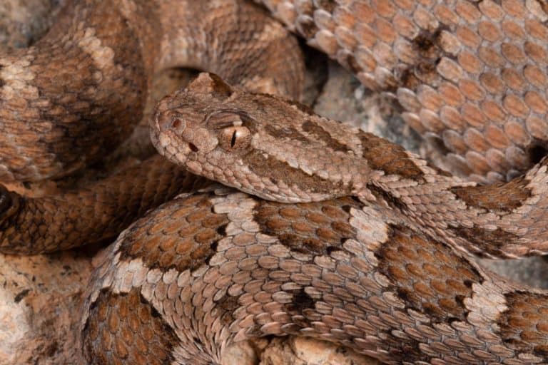 Baja California Rattlesnake (head shot), Crotalus enyo enyo