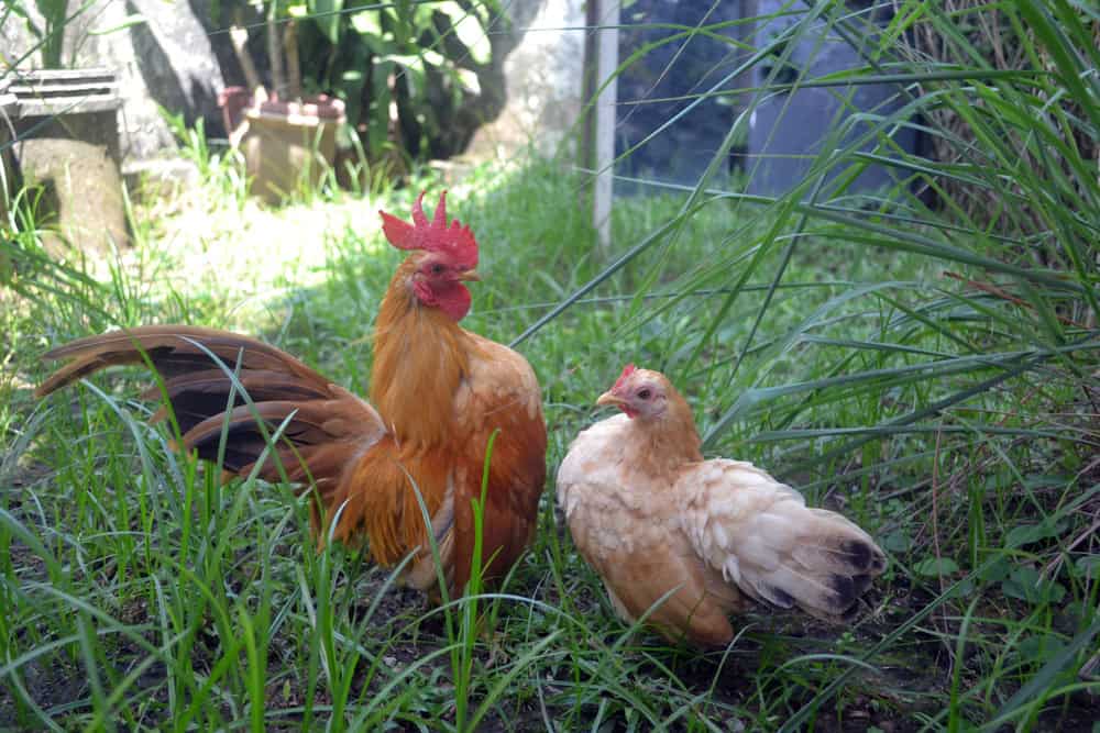 A pair of Serama chicken, Beautiful red rooster and hen on green nature background