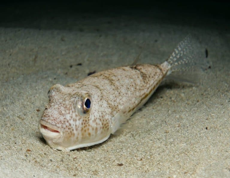 Yellowspotted pufferfish - Torquigener flavimaculosus from Cyprus
