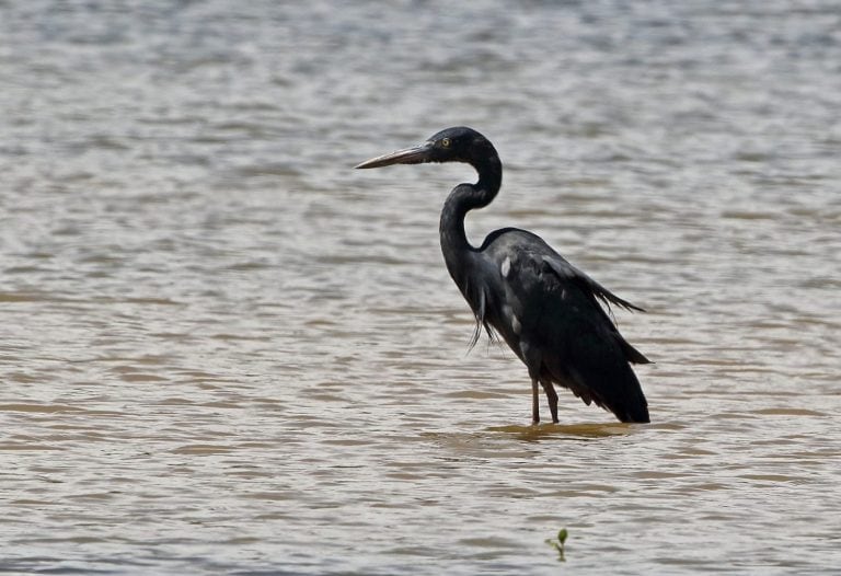 Madagascar Heron (Ardea humbloti) adult standing in lake, Madagascan endemic, endangered Lac Ravelobe, Ampijoroa Forest Station, Ankarafantsika Reserve, Madagascar November