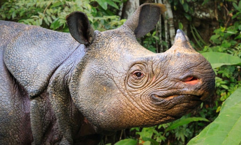 Javan Rhino.This powerful close-up photograph captures the unique features of the critically endangered Javan rhino.