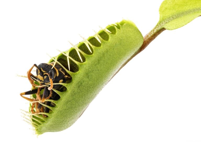 Venus flytrap - dionaea muscipula with trapped wasp
