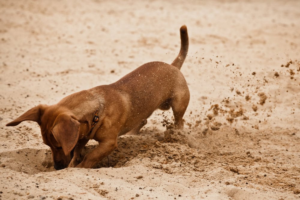 Funny dachshund puppy is digging hole on beach sand