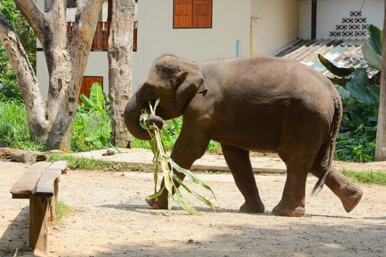 Thai elephant eating sugar cane