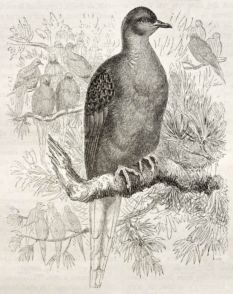 Passenger Pigeon old illustration (Ectopistes migratorius). Created by Kretschmer and Jahrmargt, published on Merveilles de la Nature, Bailliere et fils, Paris, ca. 1878