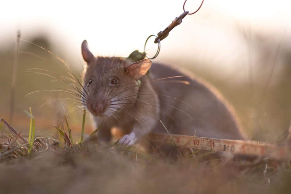 APOPO's world record-breaking rat, Ronin, next to the measuring tape_Tanzania