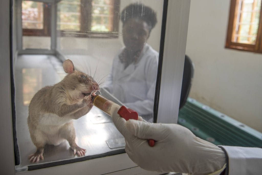 APOPO HeroRAT TB TZ Morogoro Farangi