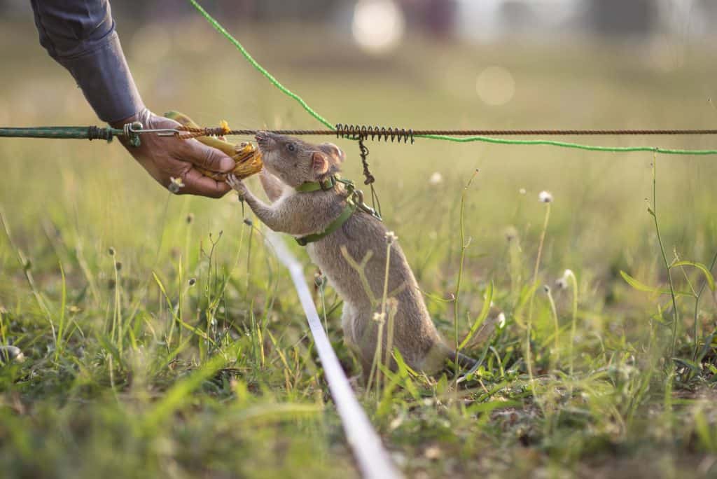 APOPO training field, rat receiving reward, Tanzania