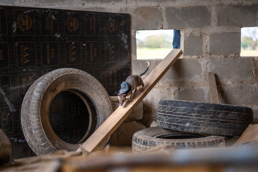 APOPO Search and Rescue HeroRAT