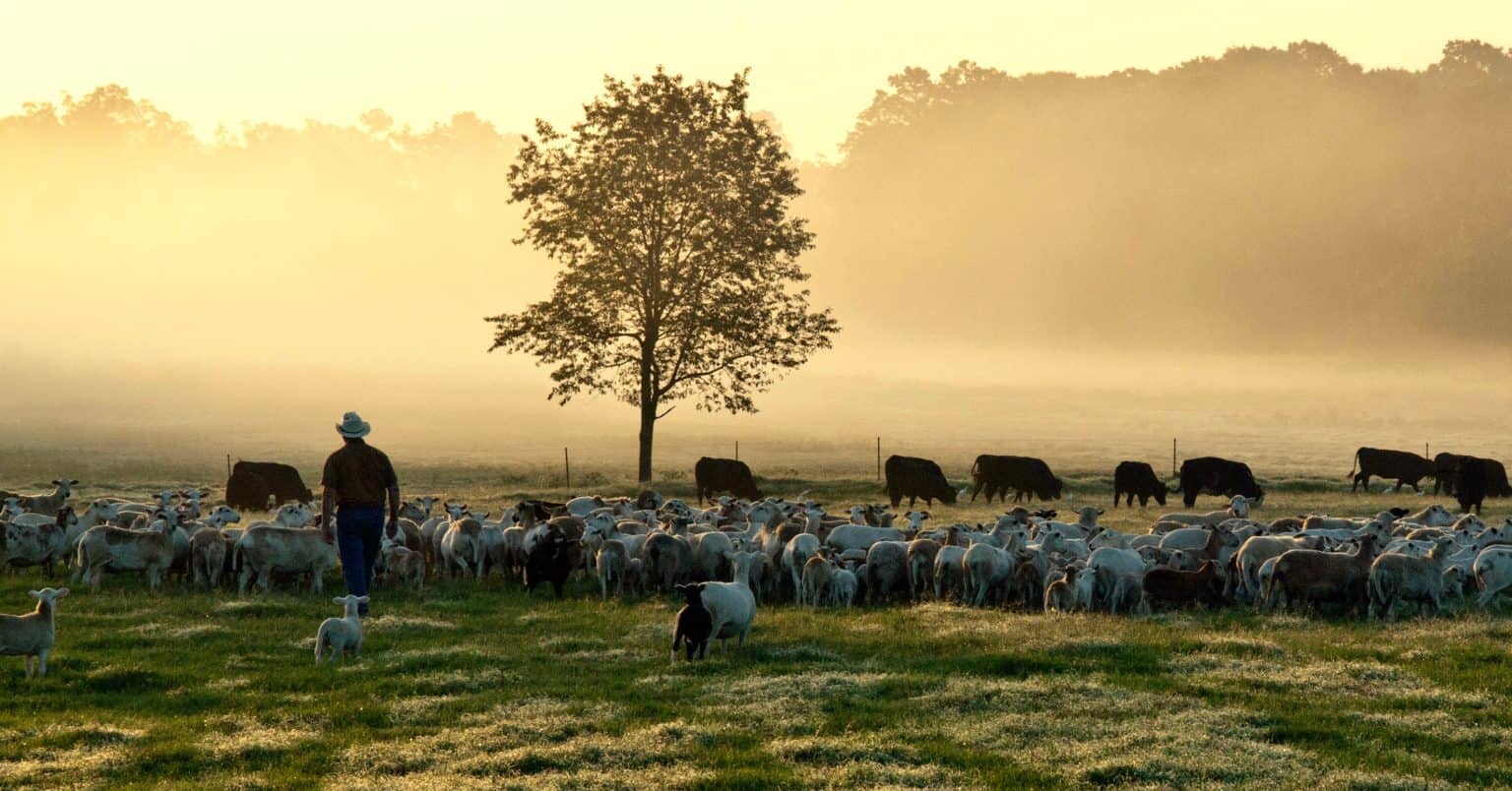 Regrow Ranchers Will Harris Makes a Strong Case for Regenerative Ranching – and We're ...