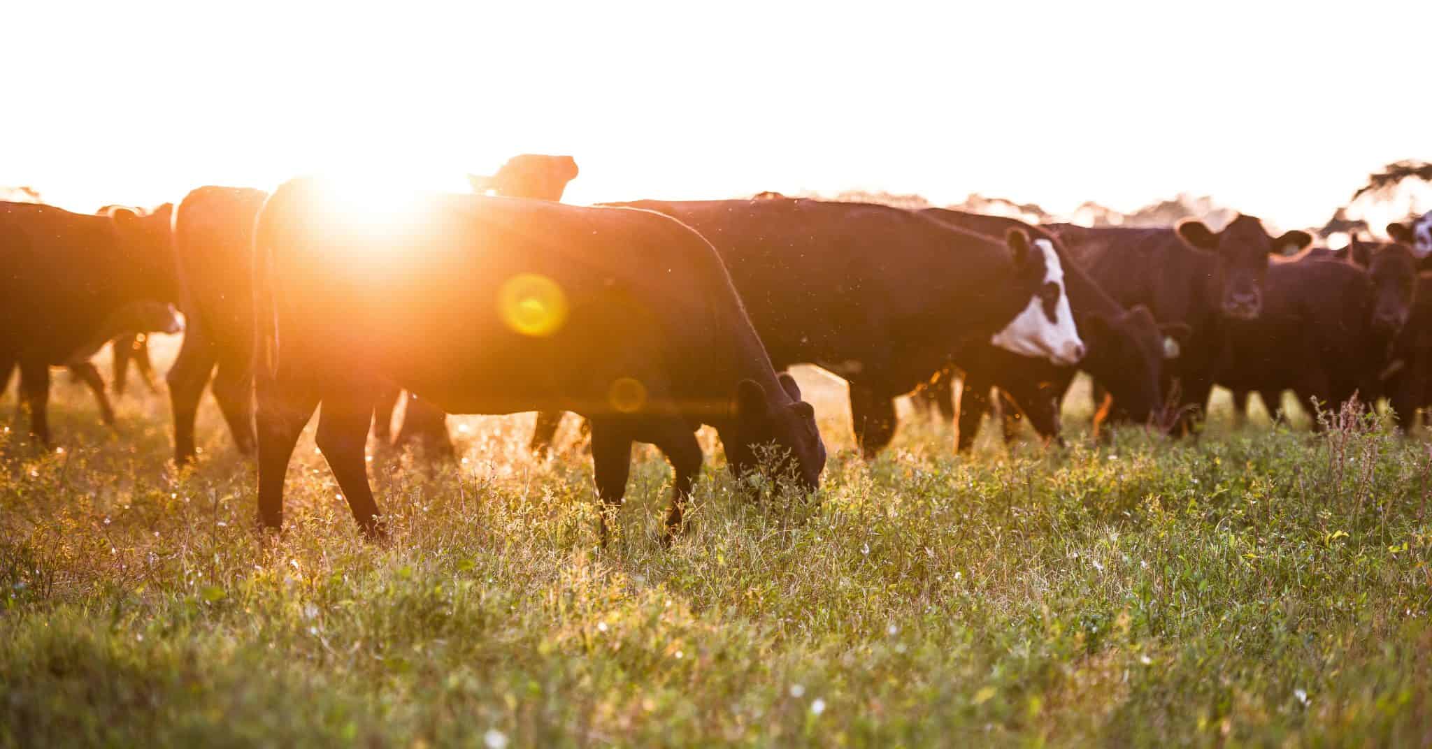 Regrow Ranchers Will Harris Makes a Strong Case for Regenerative Ranching – and We're ...