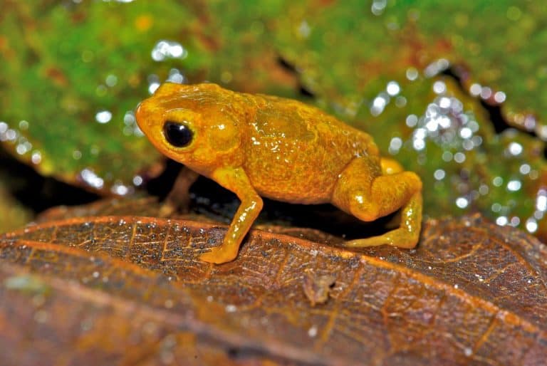 Pumpkin Toadlet (Brachycephalus nodoterga)