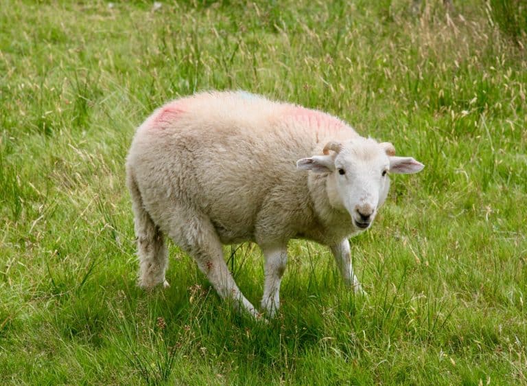 Dolly the sheep up on the moors
