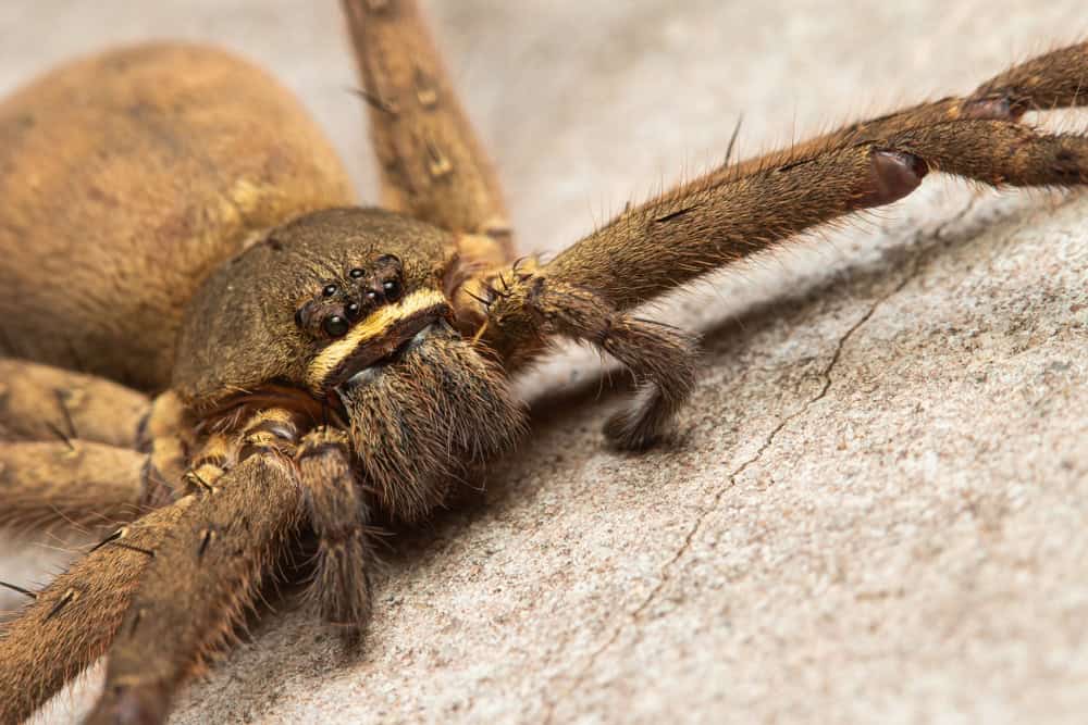 close up face of common huntsman spider