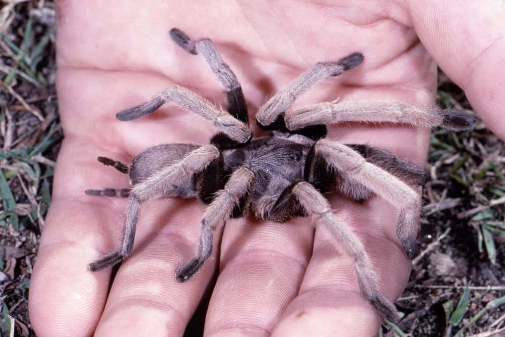 Queensland Whistling or Bird Eating Spider