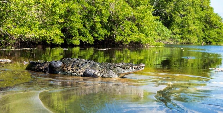 two crocodiles on the beach, crocodile in the foreground head tilted and jaws open to eat