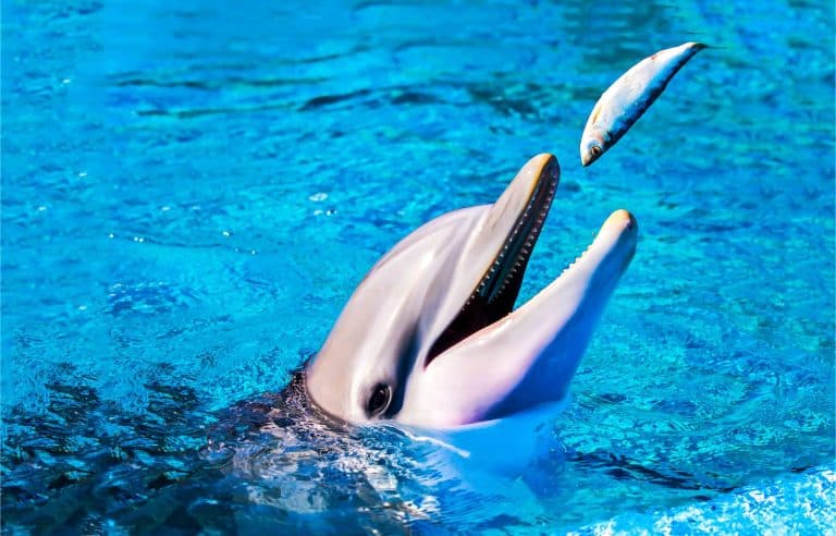 Dolphin eat fish in water and smile