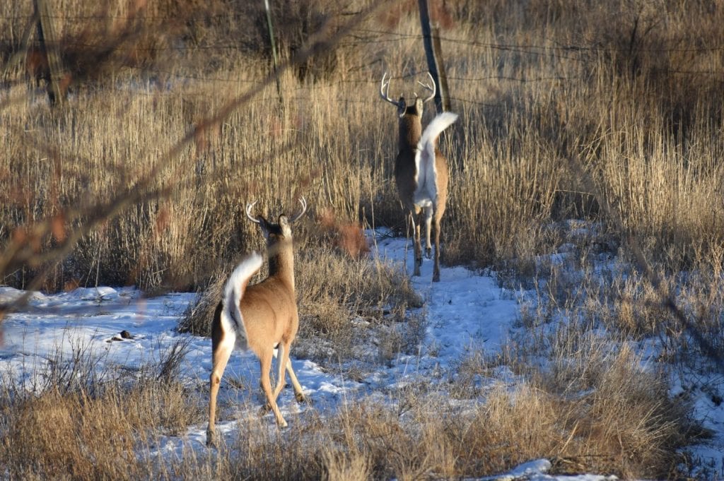spooked whitetail deer in winter