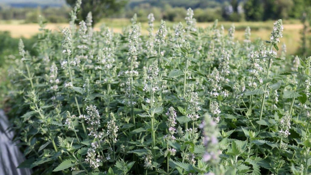 Home Grown Catnip Ready for Harvest
