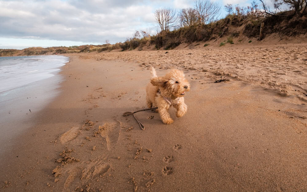 Cockapoo Puppy runs along beach