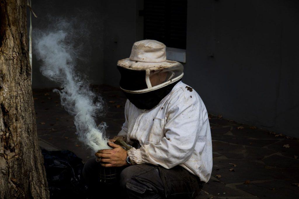 A beekeeper removing bees from an old oak tree in Worcester, South Africa.