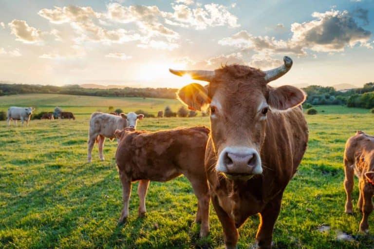 Cows herd on a grass field during the summer at sunset. A cow is looking at the camera sun rays are piercing behind her horns.