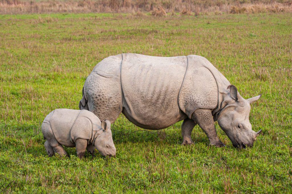 Greater one-horned Rhinoceros mom and her calf graze on the grasslands of Kaziranga, India