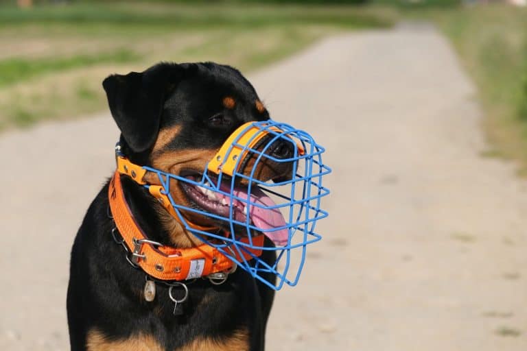 Muzzle, Rottweiler, Dog, Working Dog, Orange, Muzzle Time, Maulkorb