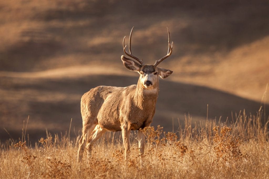 Mule deer buck standing on a hillside