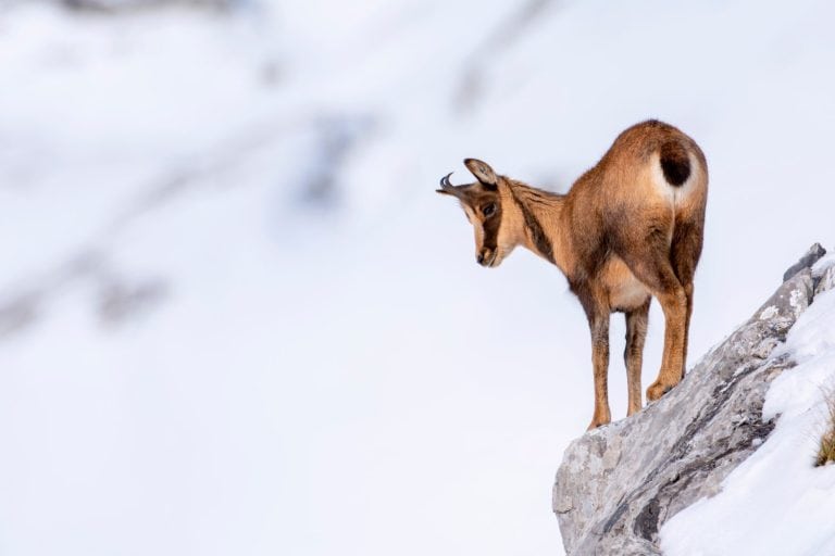 Chamois in the snow on the peaks of the National Park Picos de Europa in Spain. Rebeco,Rupicapra rupicapra.
